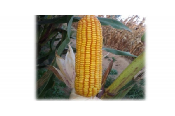 Семена кукурузы Денхай