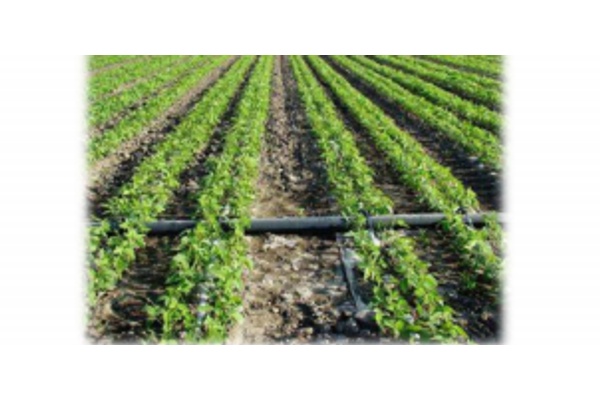 Микрокапельное орошение