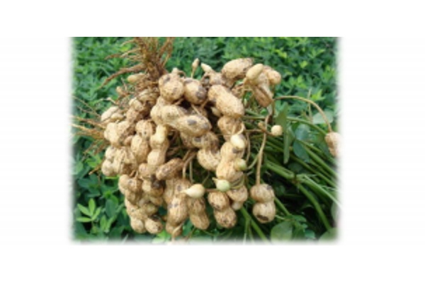 Семена арахиса