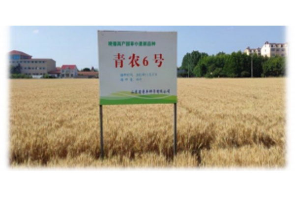 Семена пшеницы Циннун